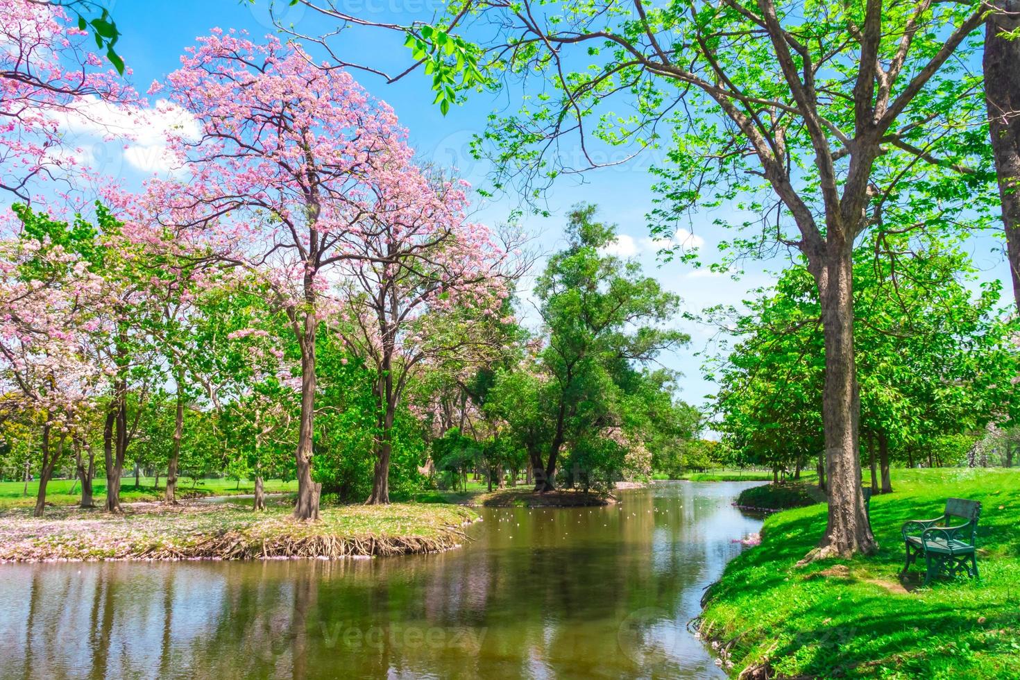 blommor av rosa trumpet träd är blomstrande i offentlig parkera av Bangkok, thailand foto