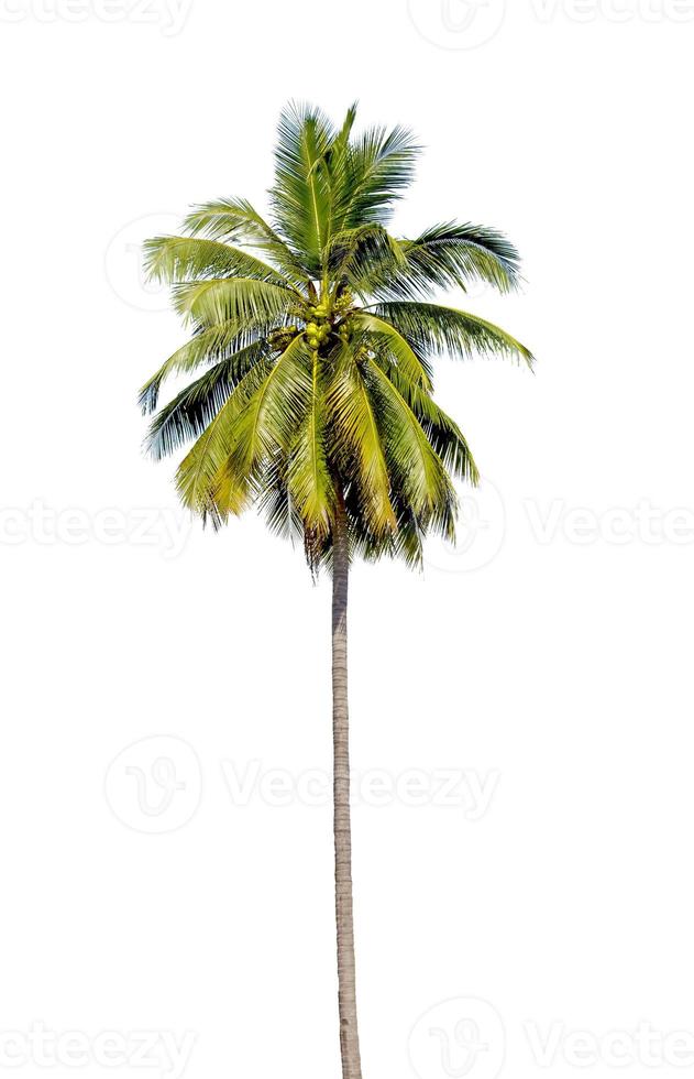 kokosnöt träd isolerat på vit bakgrund foto