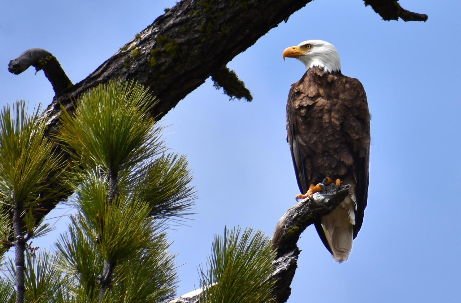 en underbar amerikan skallig Örn fick syn på uppflugen i en träd i lassen vulkanisk nationell parkera foto