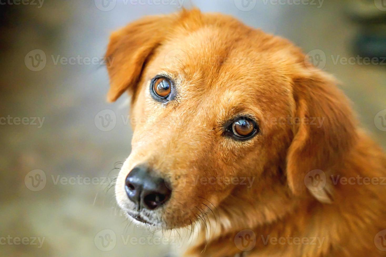 ansikte hund uttrycka tvivel. foto