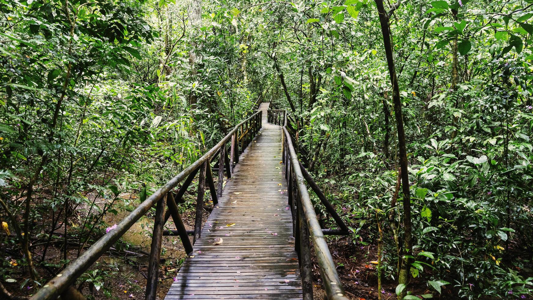djungel trä- gångväg foto