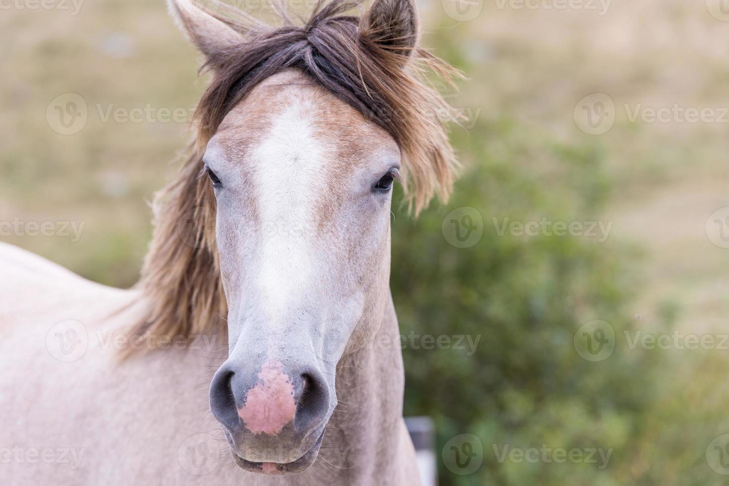 porträtt av skön vild häst foto