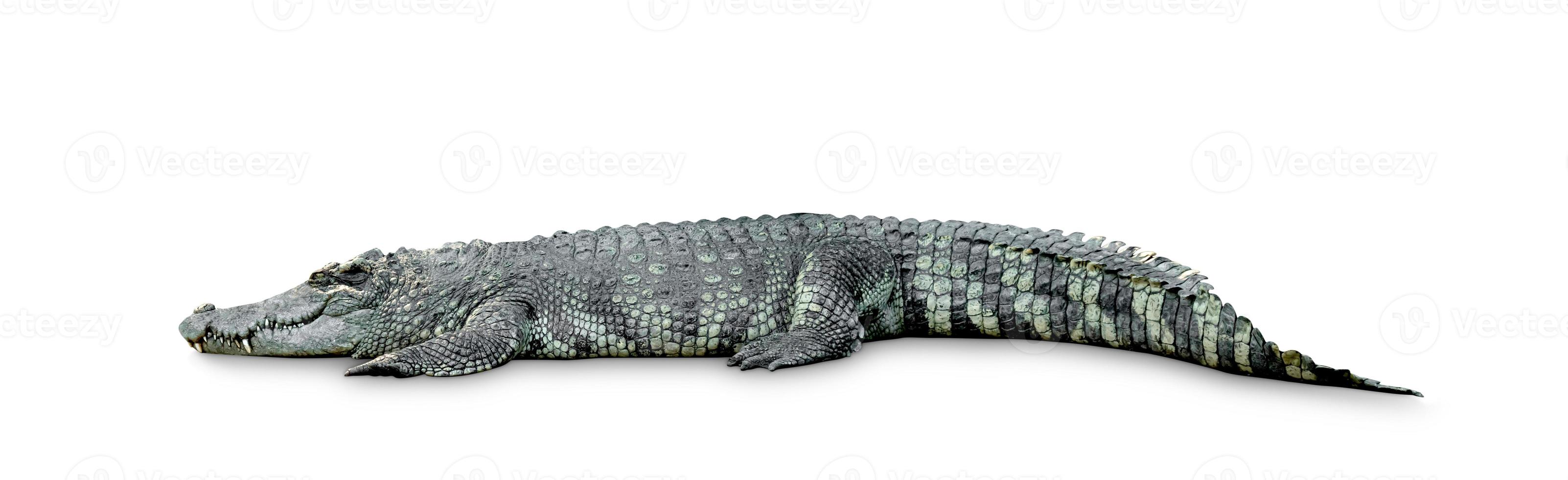 krokodil isolerad på vit bakgrund, inkluderar urklippsbana foto
