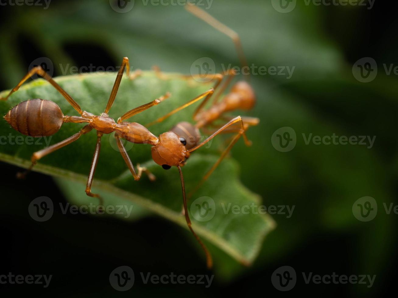 stänga upp skjuta av röd myror på en blad foto