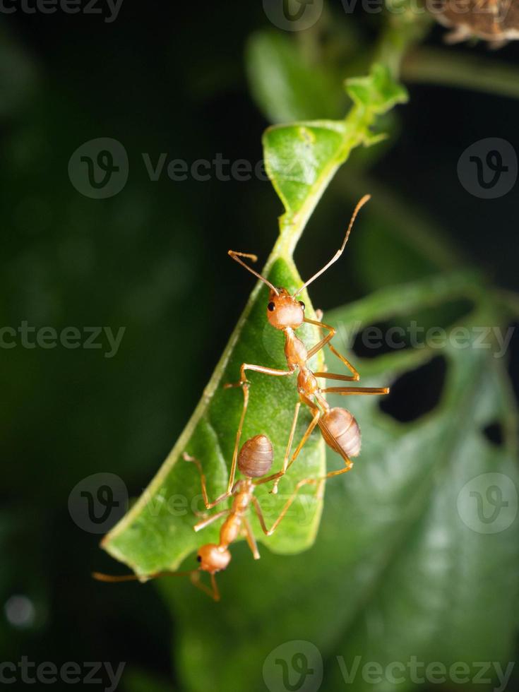stänga upp skjuta av röd myror på en blad foto