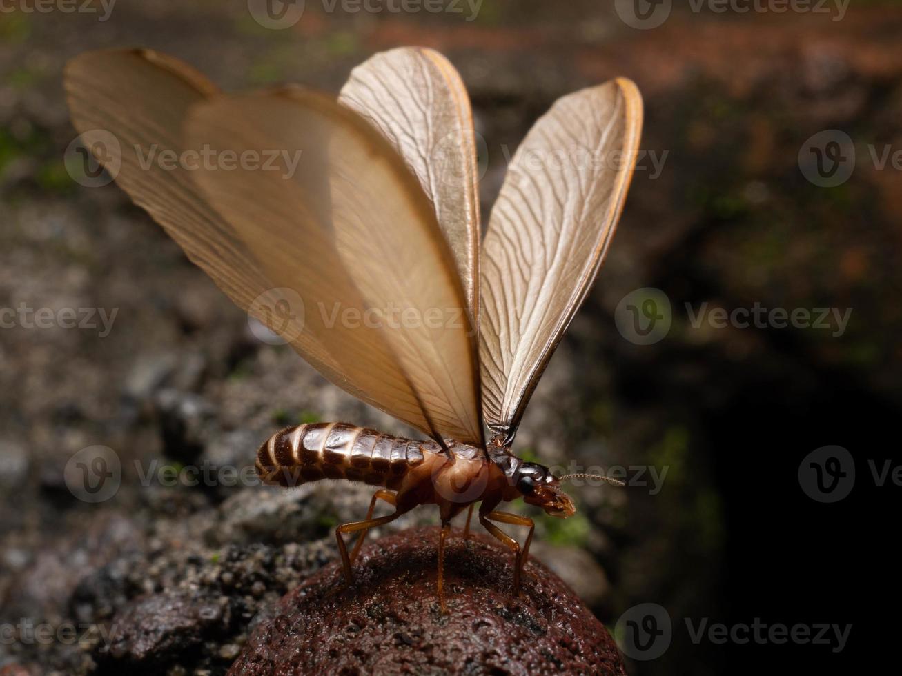bild av en termit alates foto