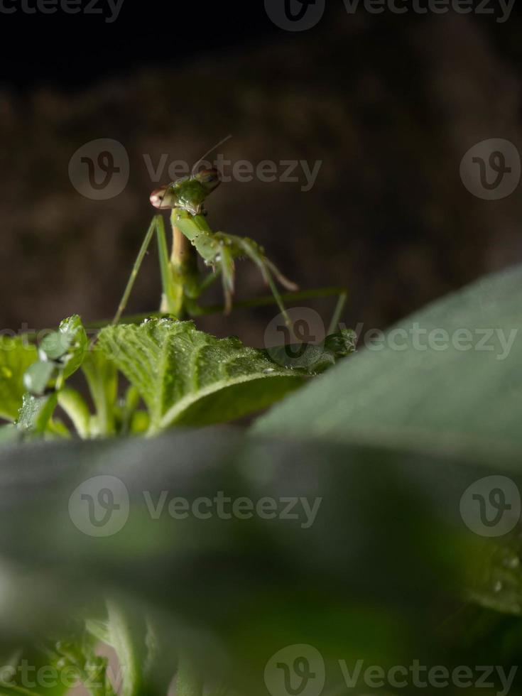 stänga upp skjuta av en bön- bönsyrsa foto