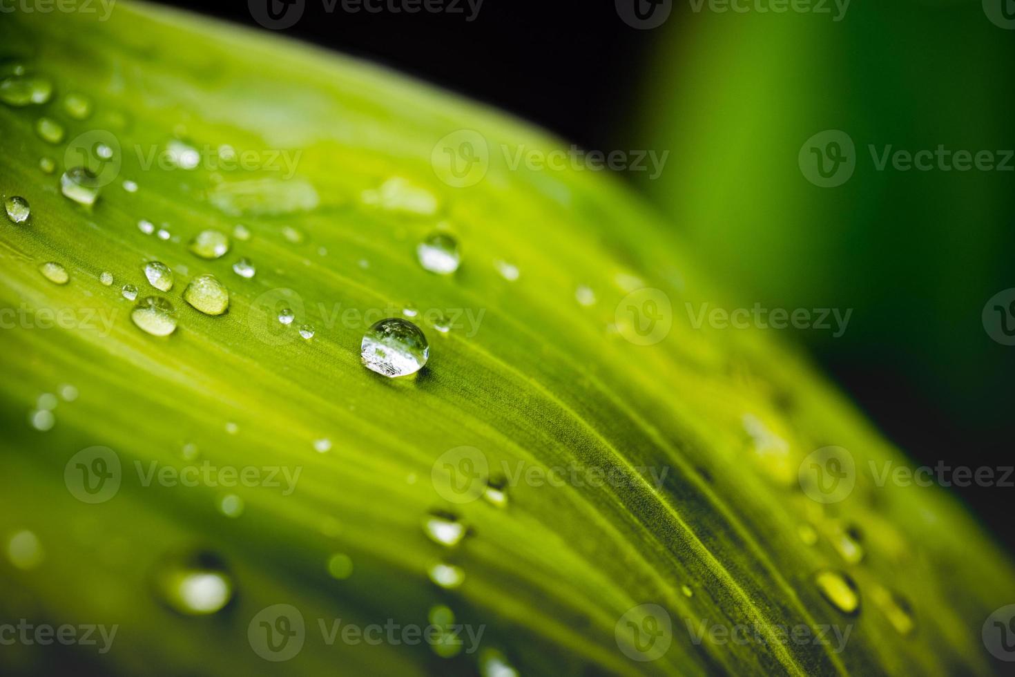 närbild av regndroppar på grön blad. makro natur, konst abstrakt vår bakgrund naturlig grön blad med regn släppa efter de storm på regnskog. löv grön bakgrund med regn släppa. topp se foto