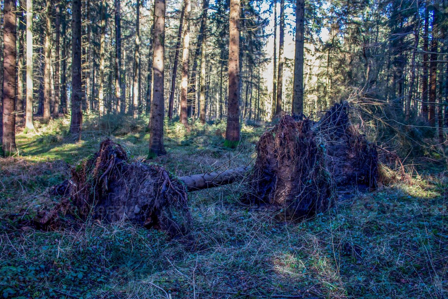 träd rotlösa förbi storm i en skog. foto