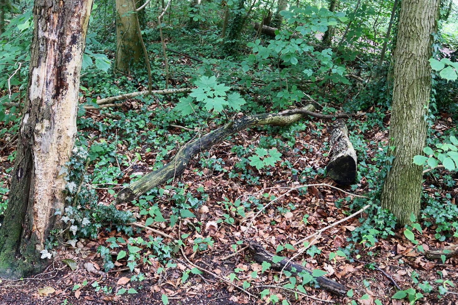 vacker utsikt in i en tät grön skog med starkt solljus som kastar djup skugga foto