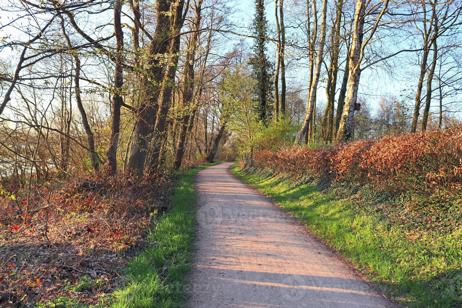 vacker utsikt in i en tät grön skog med starkt solljus som kastar djup skugga foto