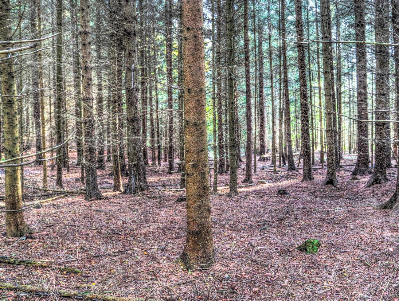 vacker utsikt in i en tät grön skog med starkt solljus som kastar djup skugga foto