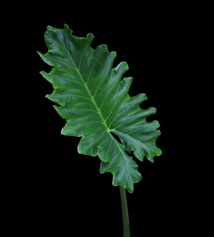 elefantöra eller jätte taro eller apa eller öron elefant eller jätte alocasia eller pai blad. närbild exotiska gröna blad av alocasia träd isolerad på svart bakgrund. foto