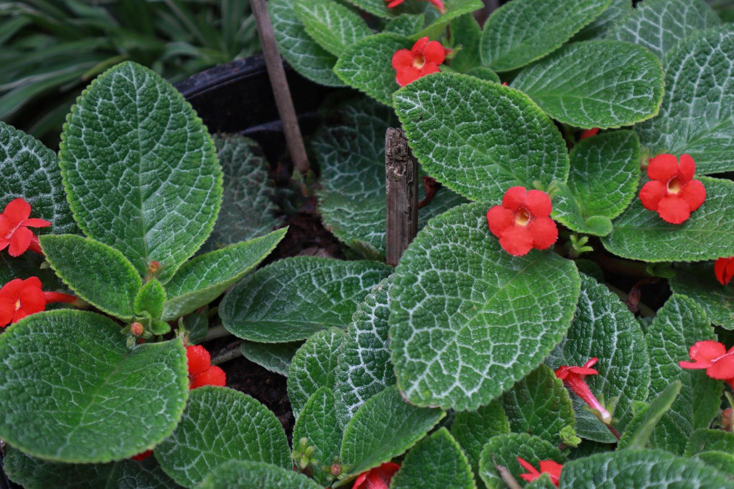 flamma violett eller episcia cupreata blommor. stänga upp röd blommor på grön löv i pott i trädgård med morgon- ljus. de sida av röd blomma buske. foto