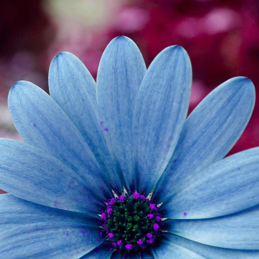 romantisk blå blomma i de trädgård i springtime foto