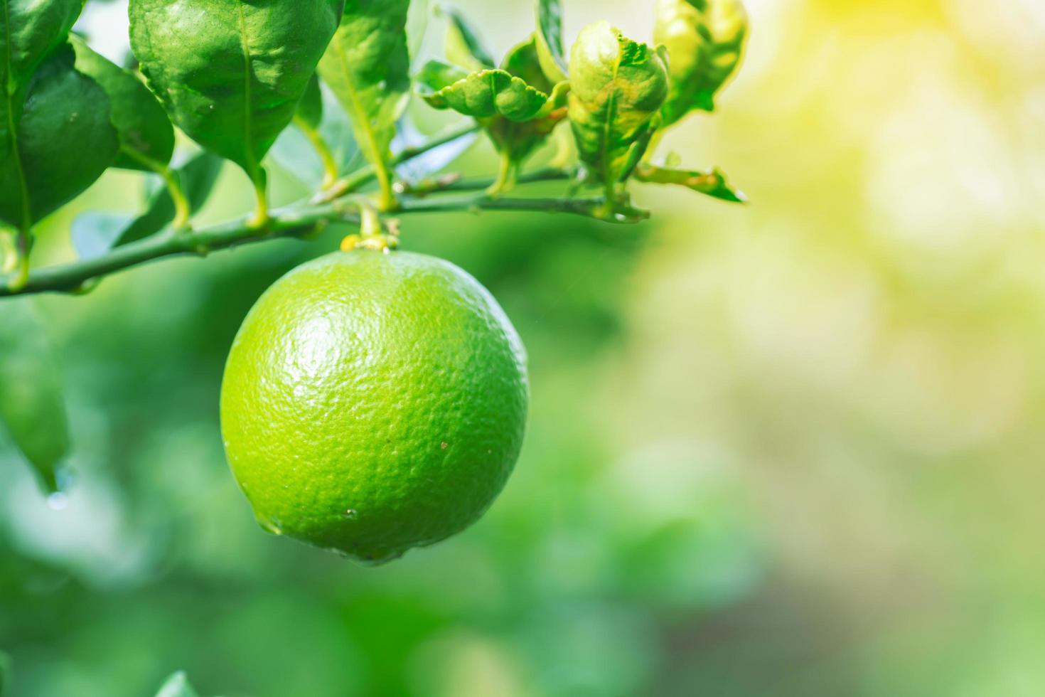 färsk grön citron- på en frodig lövverk planterade i de trädgård av natur fläck bakgrund med kopia Plats foto