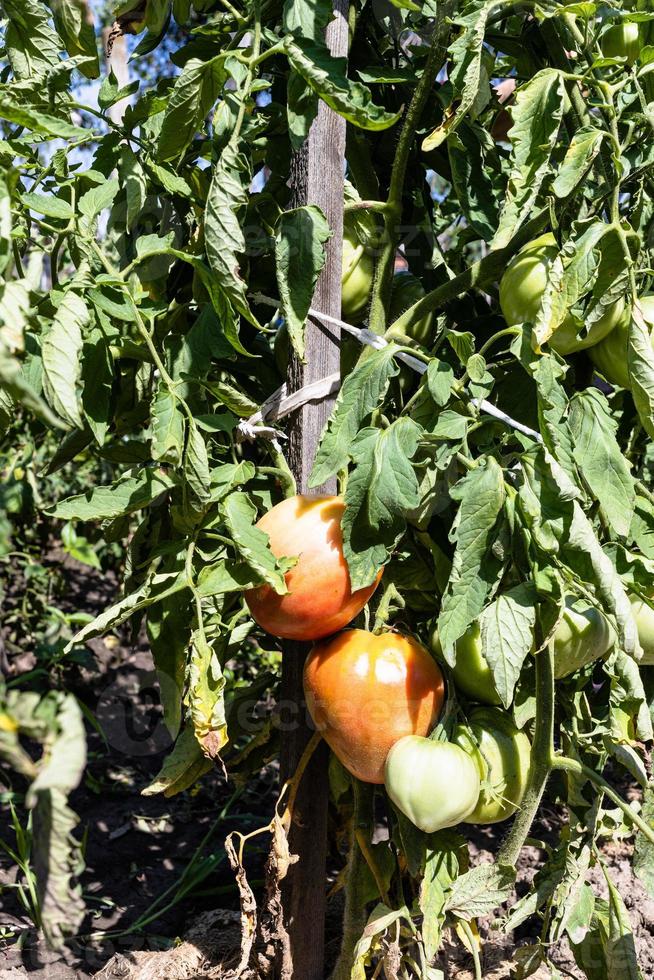 mogning tomatoe på trä- insats i Hem trädgård foto