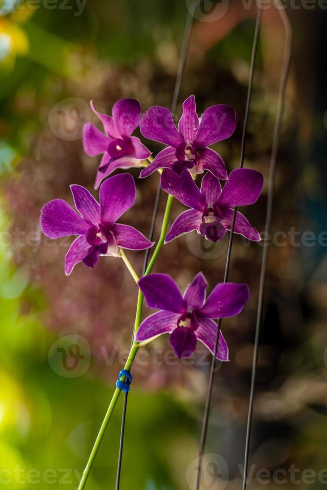 orkidéblomma som blommar i trädgården foto