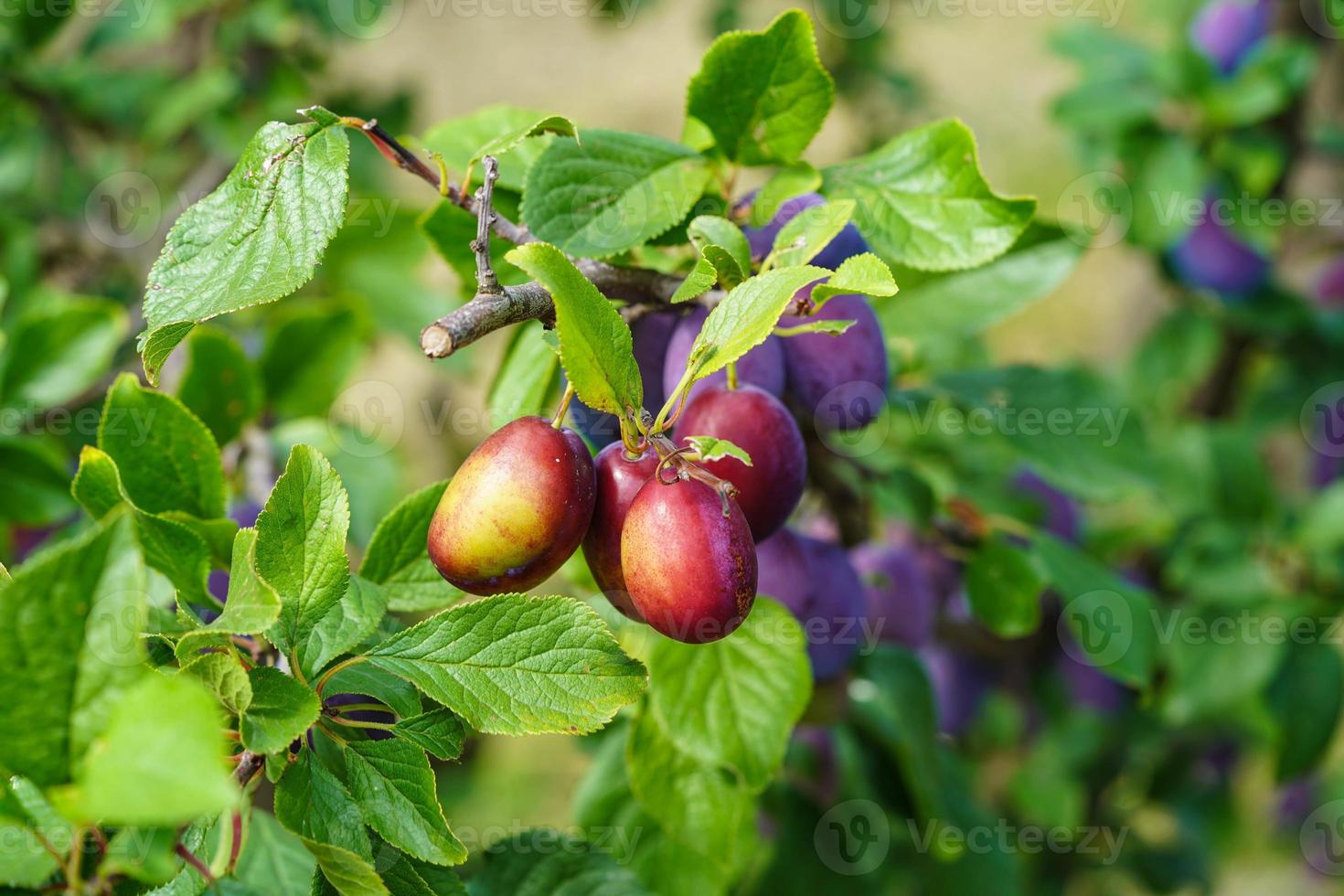 plommon - prunus domestica i de gammal landa Nästa till hamburg foto