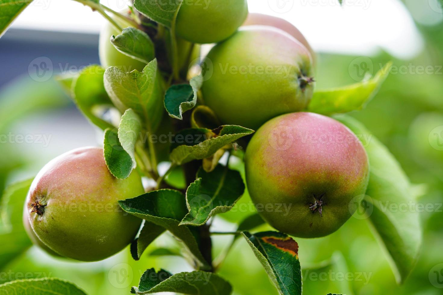 äpple träd i de gammal Land Nästa till hamburg foto