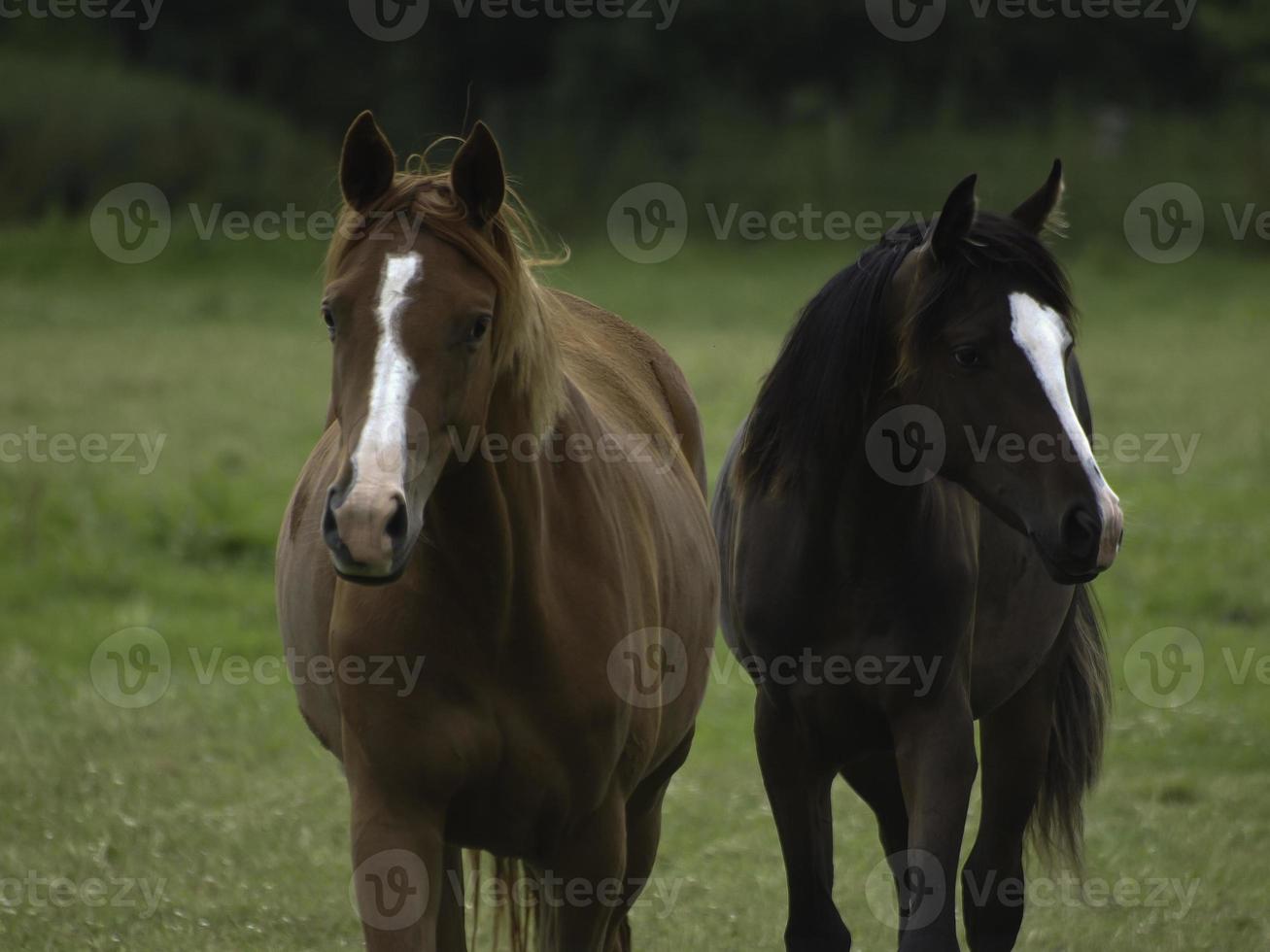 vild hästar på en äng i Westfalen foto