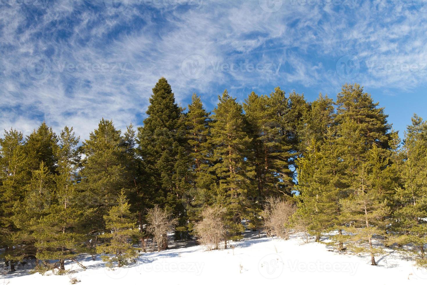 skog och moln från överflödig, bolu, Kalkon foto