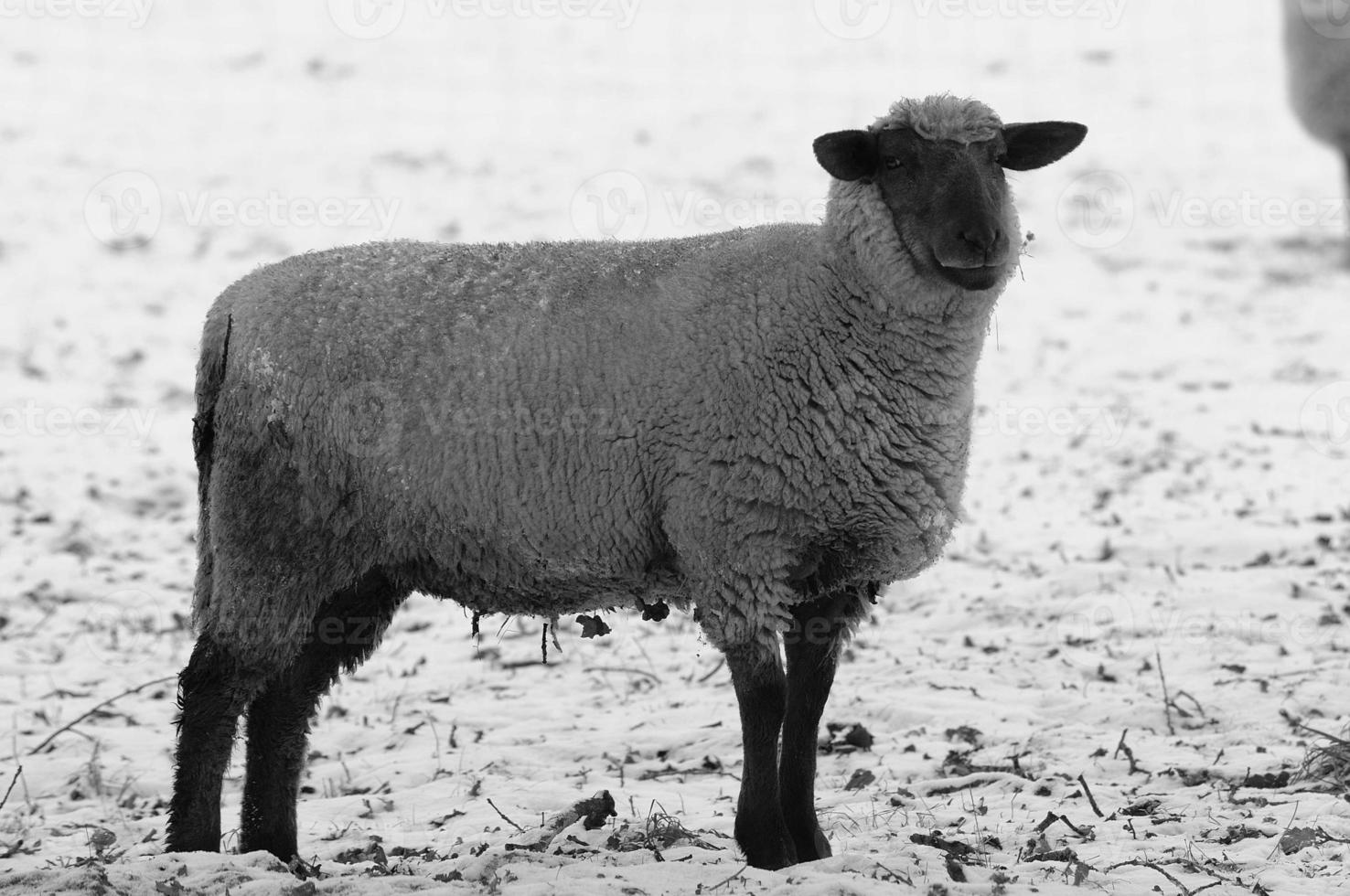fåren på vinter- tid foto