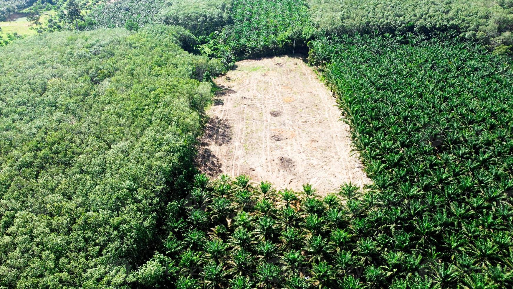 flygfoto av oljepalmplantage stor i thailand. konvertera en hög vinkelvy av en oljepalmplantage. palmolja koncept foto