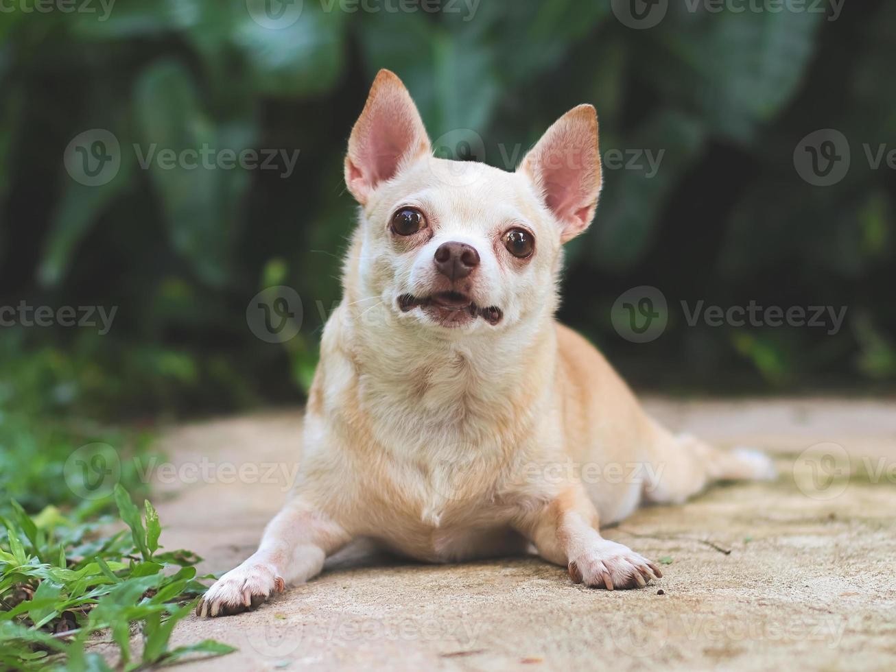 söt brun kort hår chihuahua hund liggande ner på cement golv i de trädgård, ser på kamera. foto