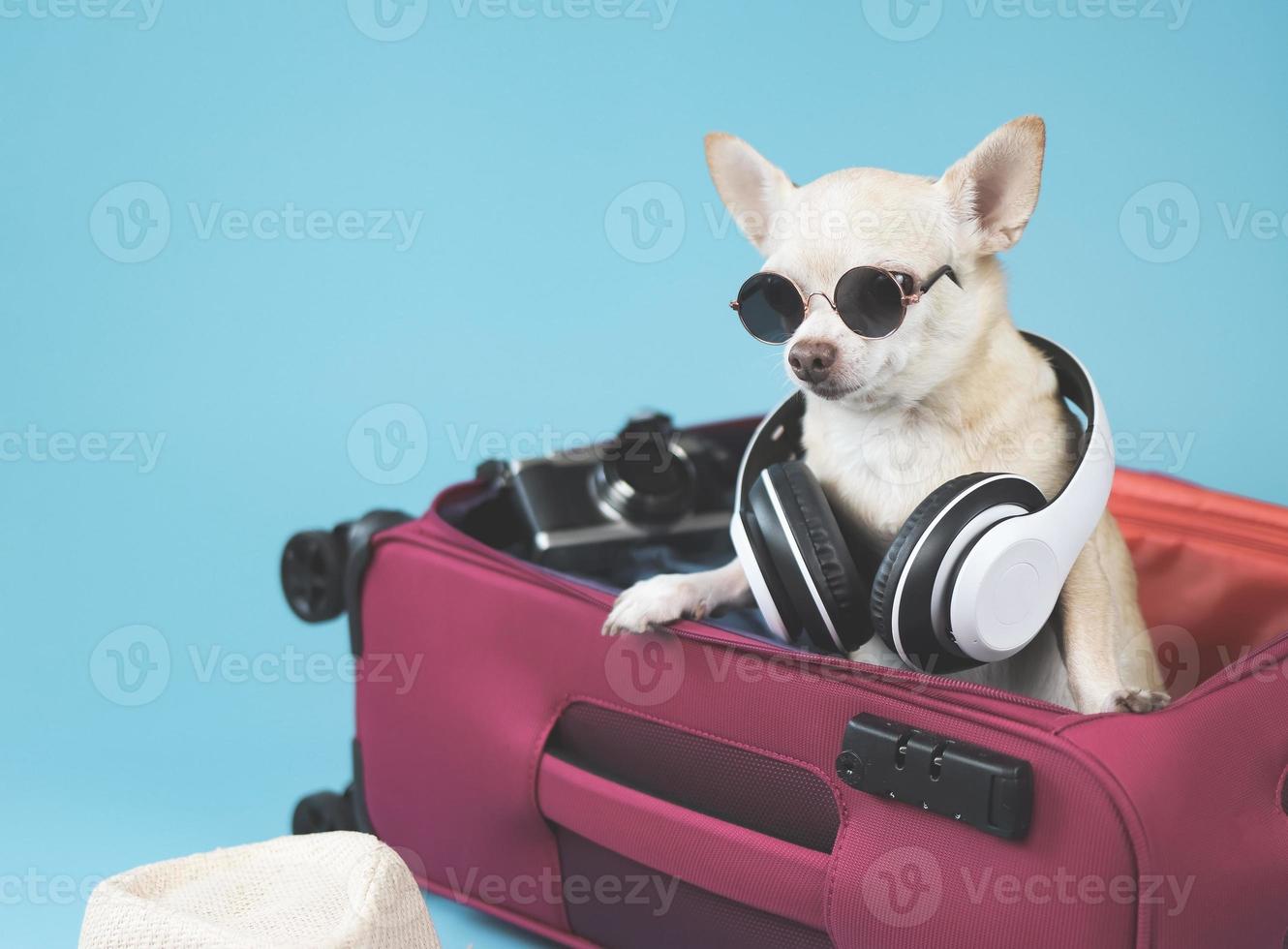 söt brun kort hår chihuahua hund bär solglasögon och hörlurar runt halsen, stående i öppnad rosa resväska. reser med djur koncept. foto