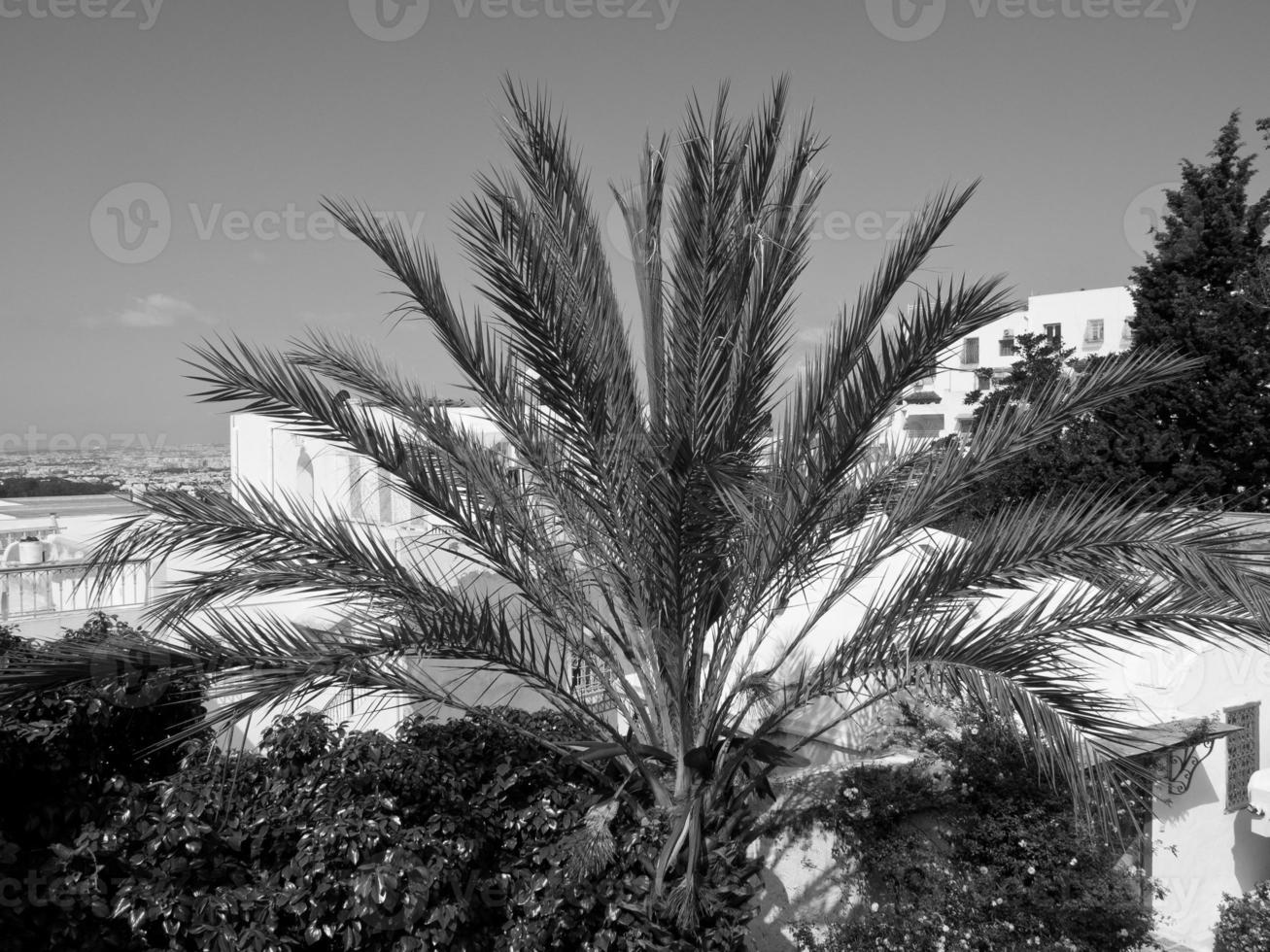 de stad av tunis foto