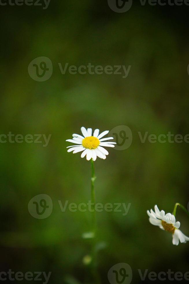 enkel grön daisy foto