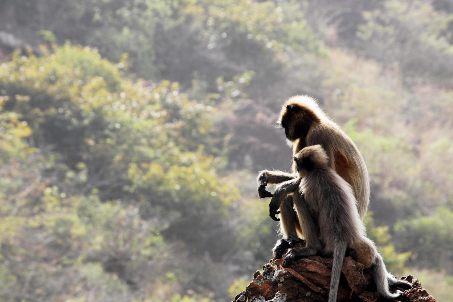 grå langur apa med en bebis. foto