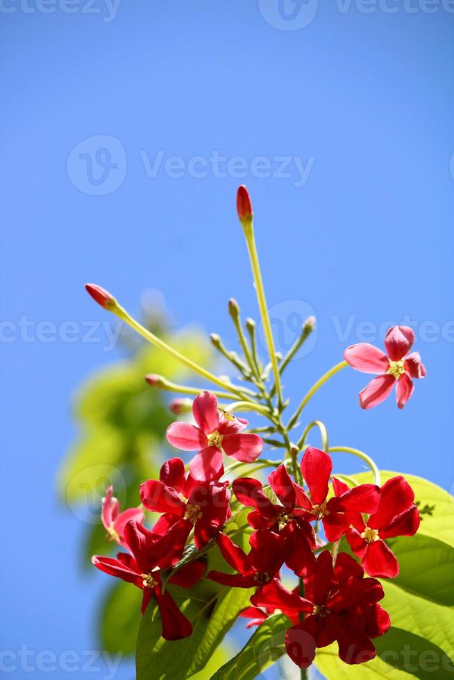 rangoon kryp blommor med kopia Plats. foto