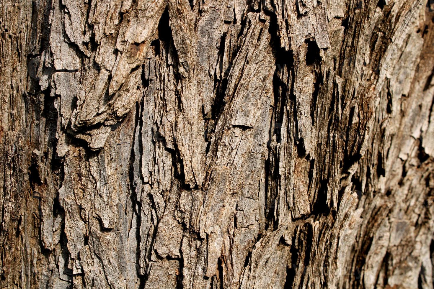 trunk av prosopis cineraria träd. foto