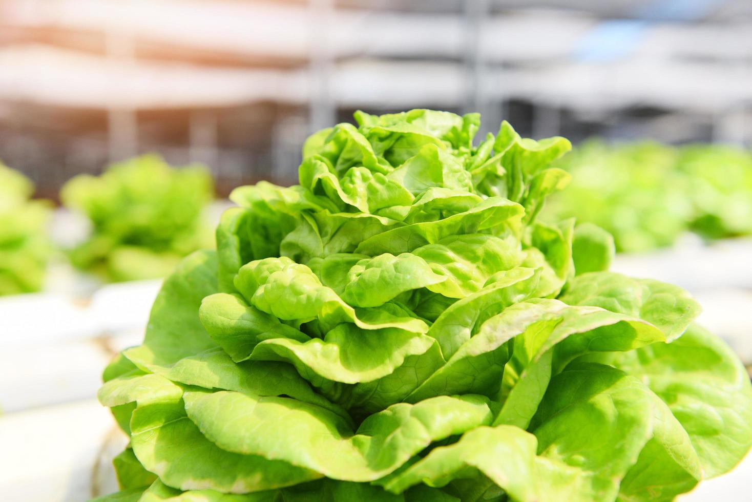 grön sallad sallad växande i de trädgård - smörhuvud sallad hydroponiska bruka sallad växter på vatten utan jord lantbruk i de växthus organisk vegetabiliska hydroponiska systemet foto