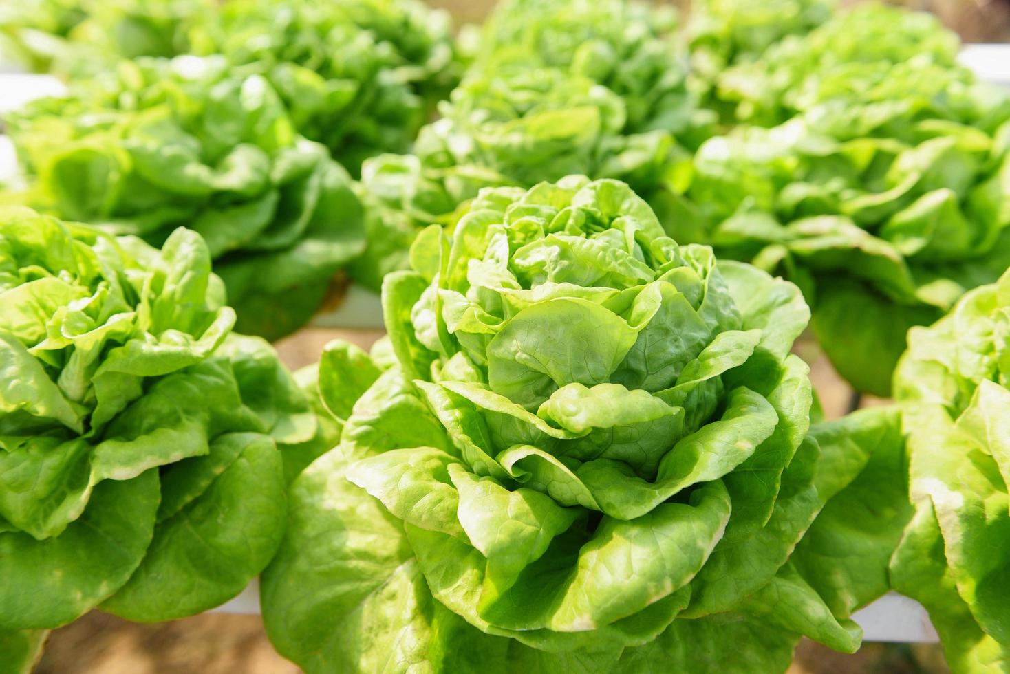 butterhead sallad hydroponic farm sallad växter på vatten utan jord jordbruk i växthuset ekologiska grönsak hydroponic system - grön sallad sallad växer i trädgården foto