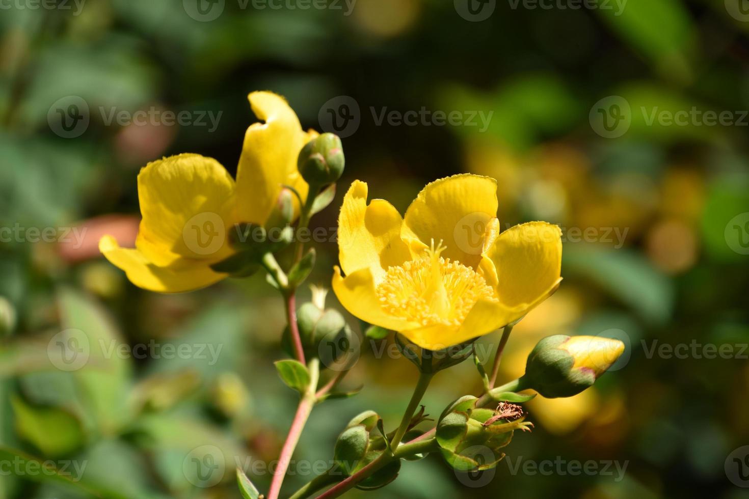 ört trädgård med blomning st johns vört foto