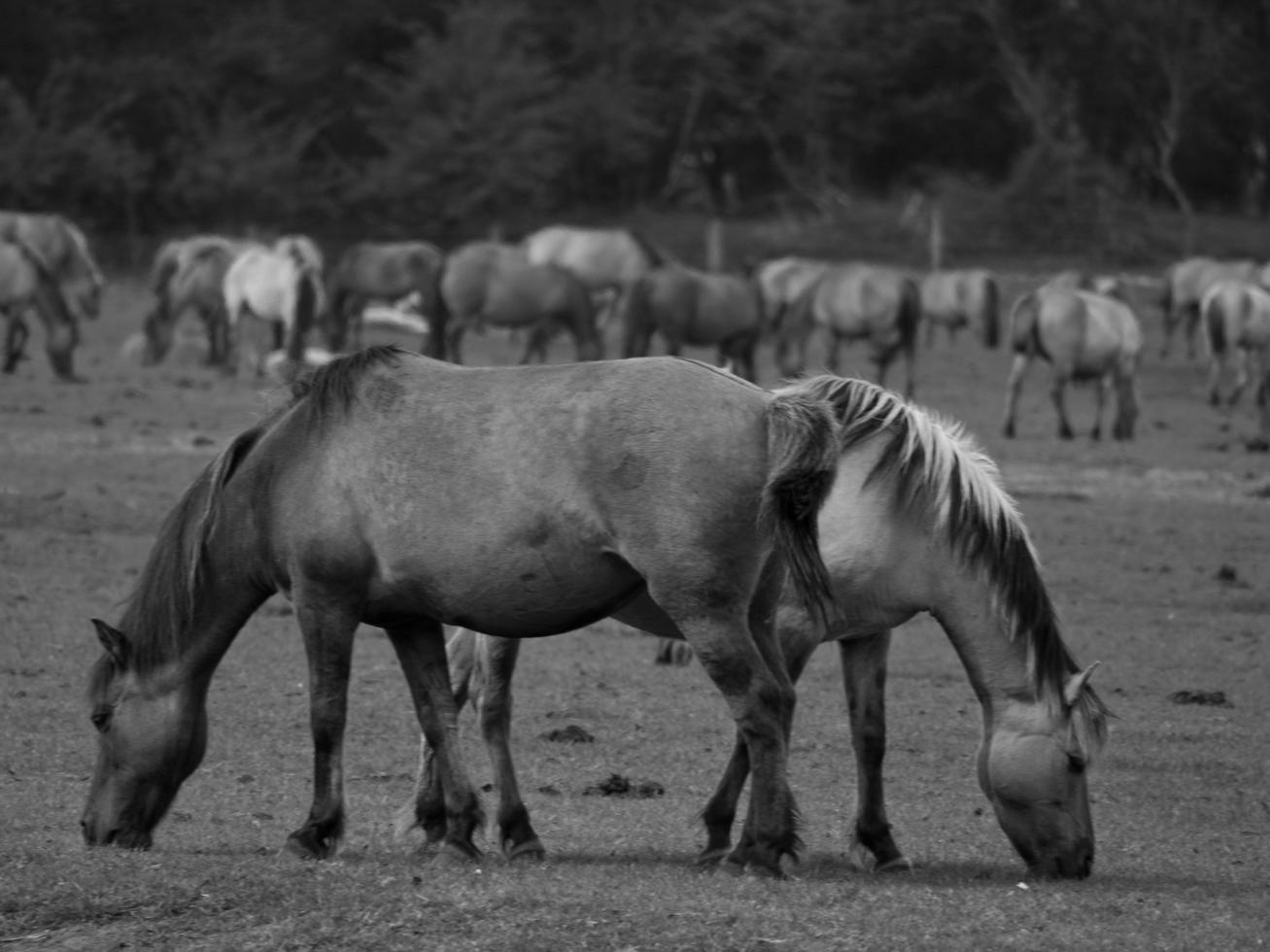 widl hästar i Tyskland foto