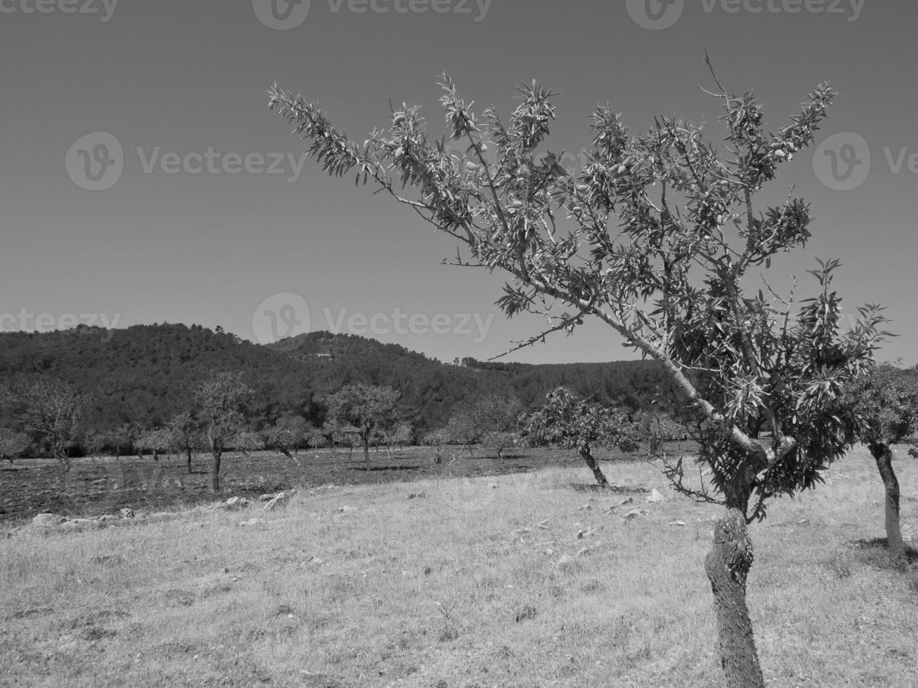 ön ibiza i spanien foto