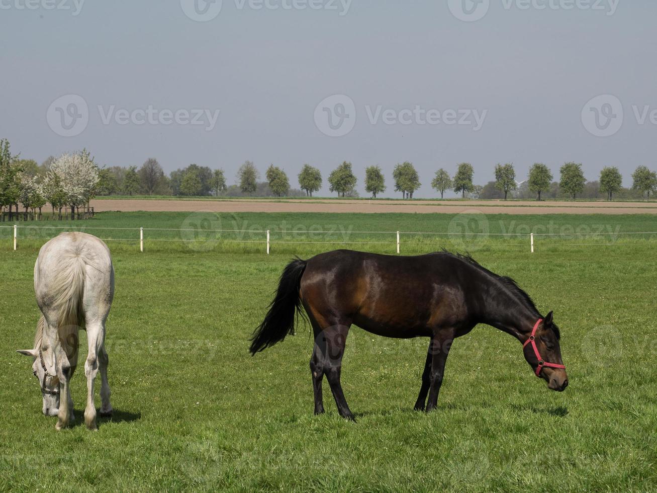 vacker hästar i Tyskland foto