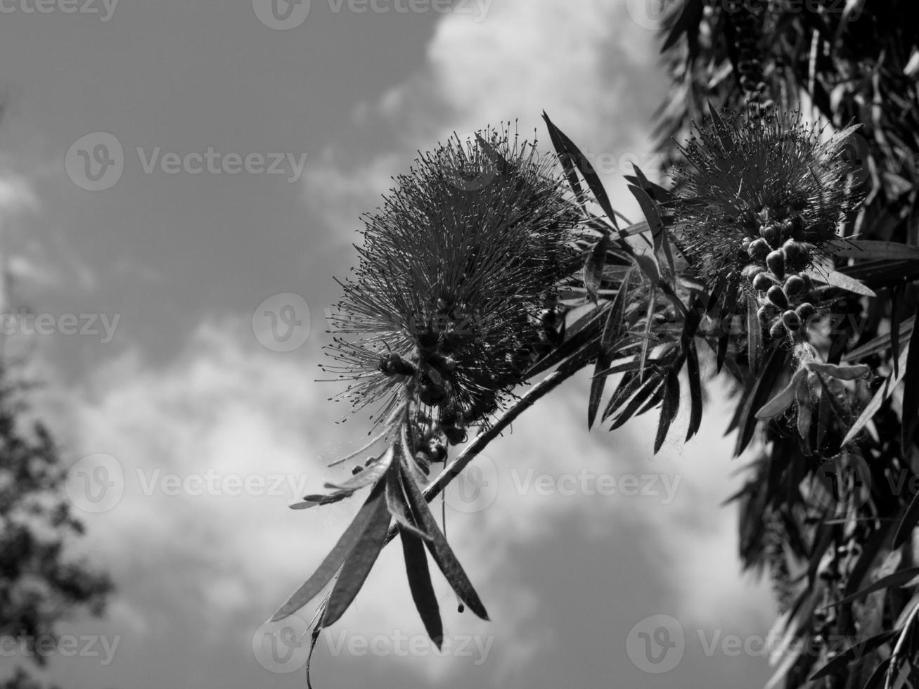 ön madeira foto