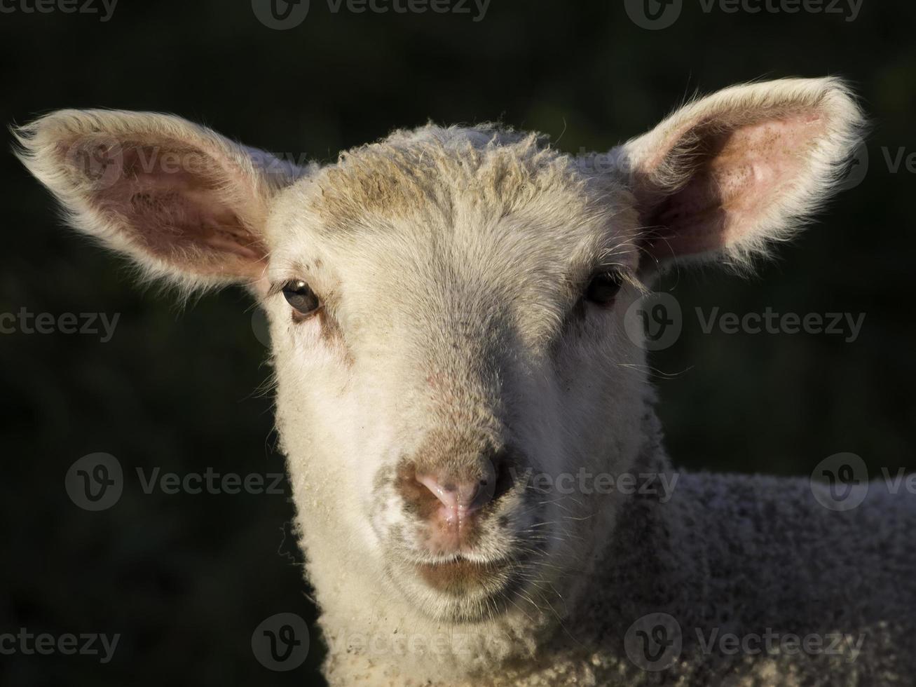 fåren i Westfalen foto