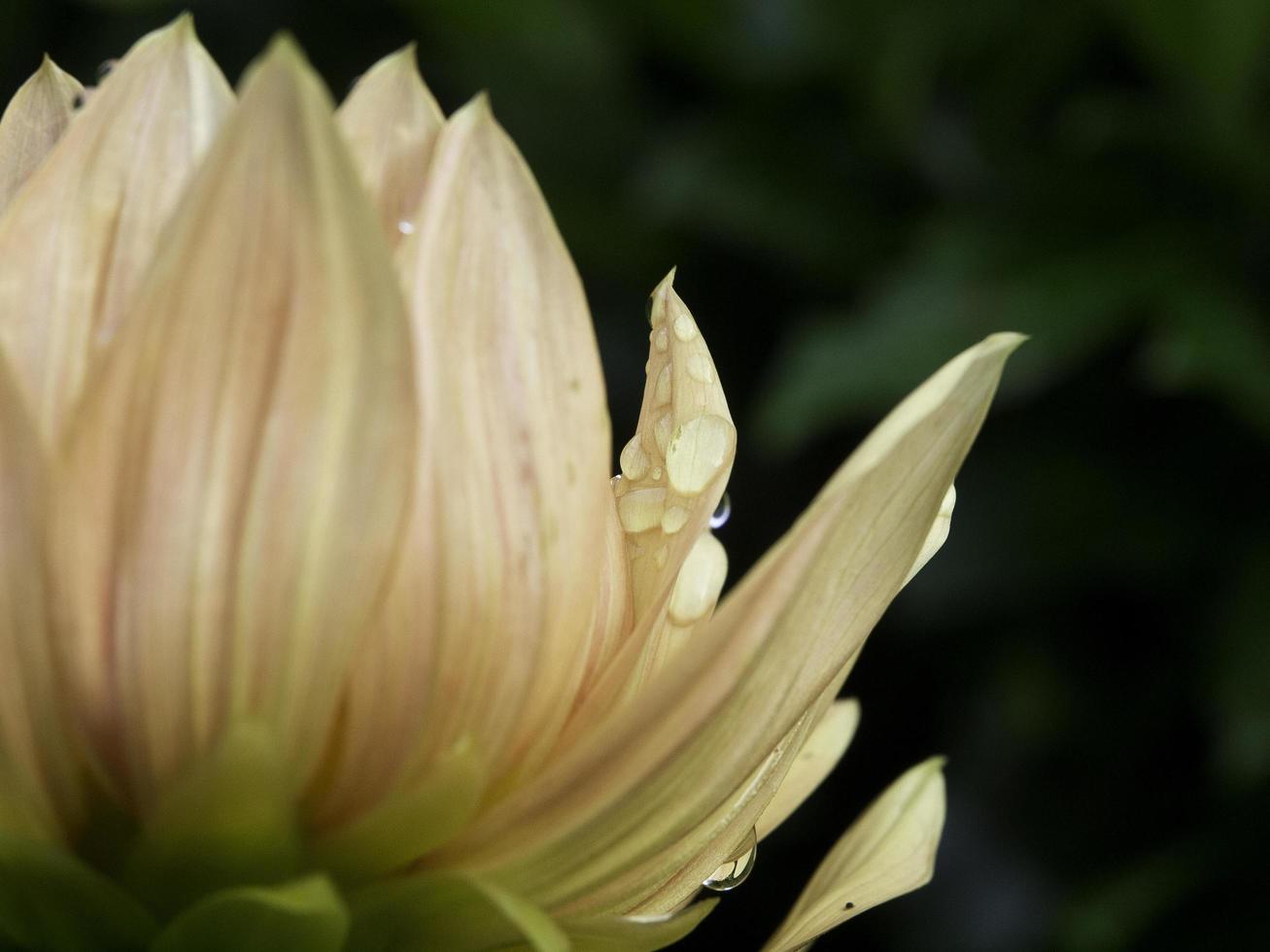 somrar blommor i de trädgård foto