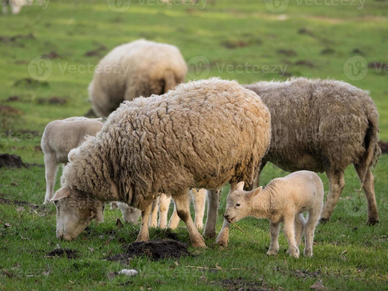 fåren och lamm i Westfalen foto