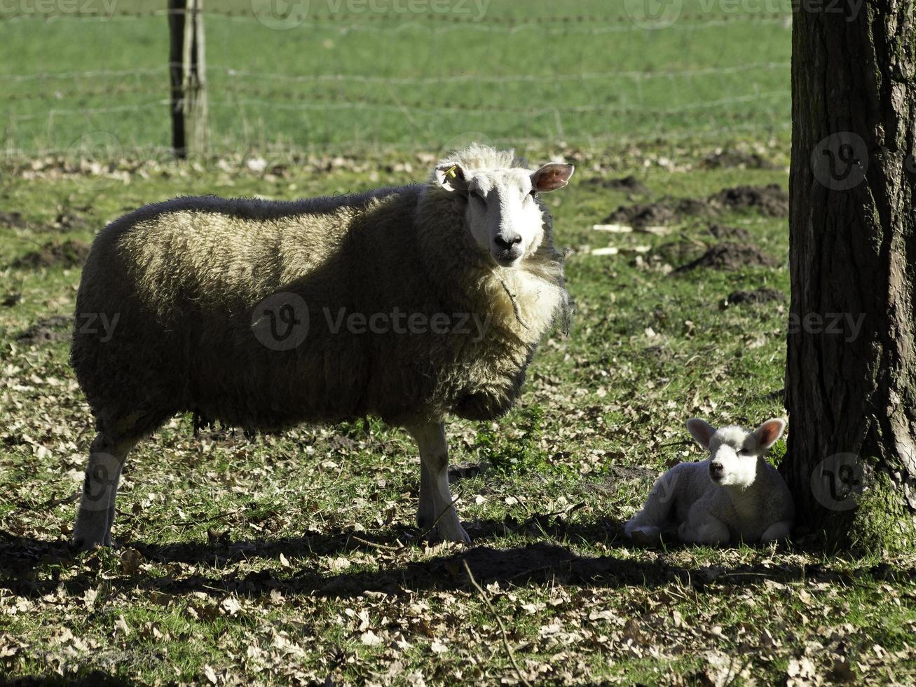 fåren i Westfalen foto