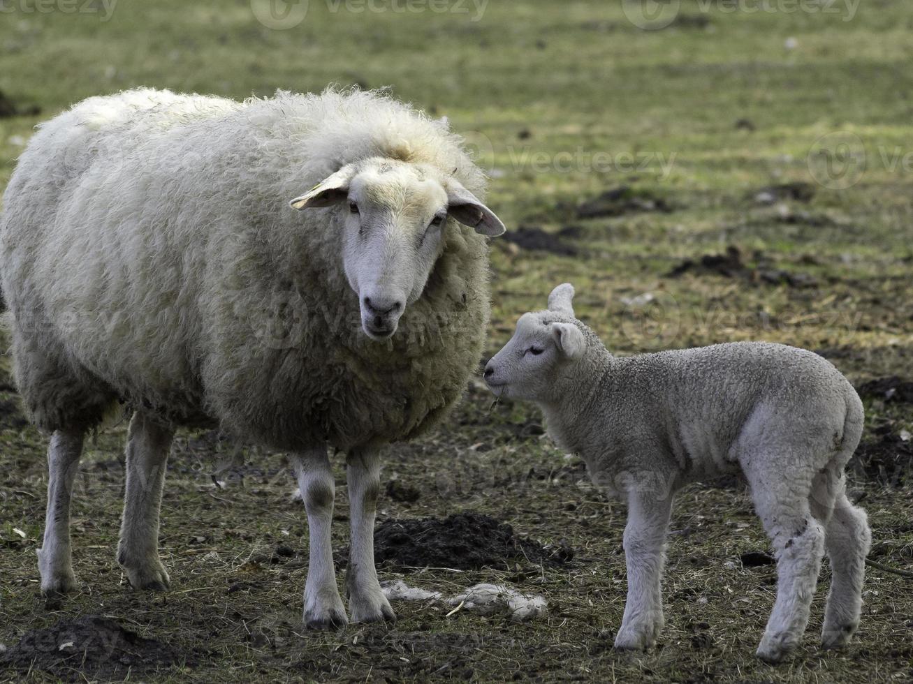 lamm och fåren i Westfalen foto