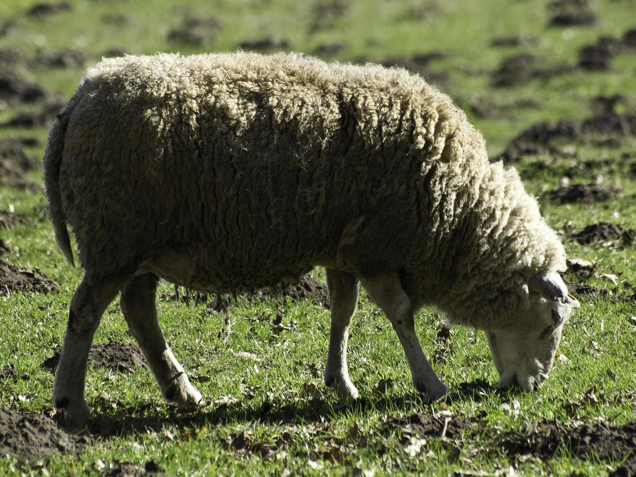 fåren på en fält i Westfalen foto