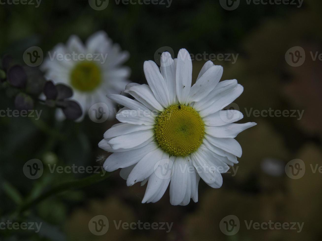 blödning blommor i de trädgård foto