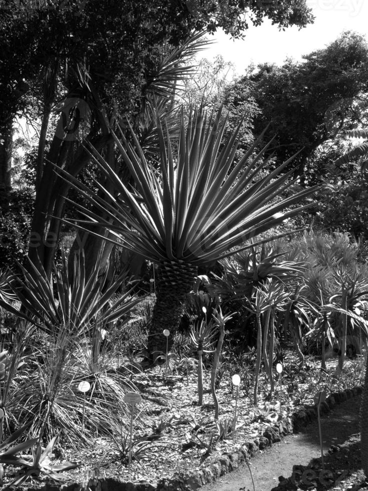 ön madeira foto